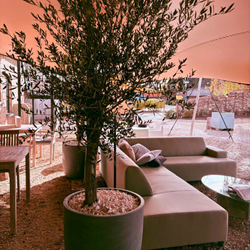 Olijfboom in grijze pot